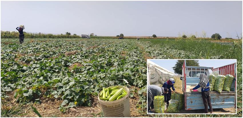 BALPINAR ÇİFTÇİSİ BOŞ DURMUYOR