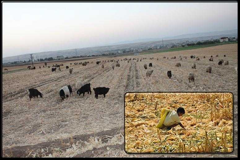 Koyunlar hasat edilen mısır tarlasında otladılar