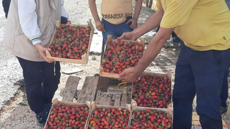 ÇİLEKTE SON HASAT         