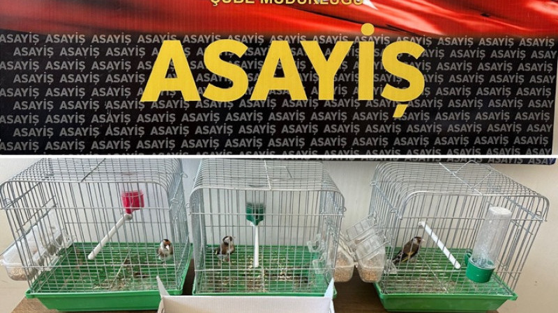 Satışı yasak 3 saka kuşu ve 3 sincap muhafaza altına alındı