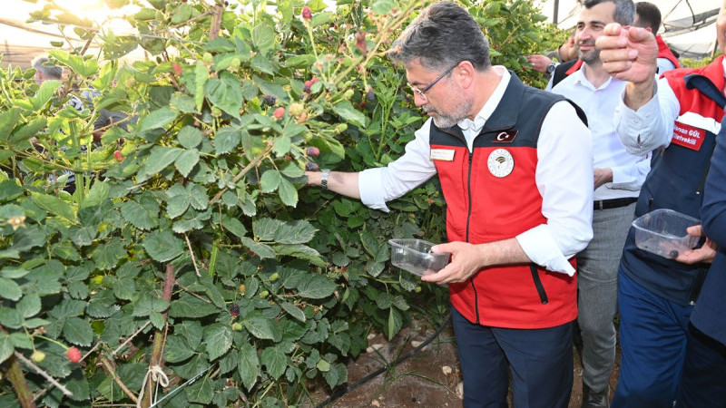 Lavi Meyve Bahçesinde böğürtlen hasadı başladı