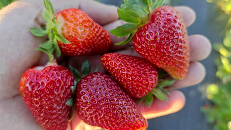 SASON ÇİLEĞİNDE SON HASAT BAŞLADI