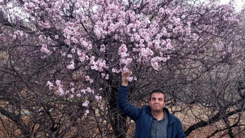 BAHARIN MÜJDECİSİ AĞAÇLAR ÇİÇEK AÇTI