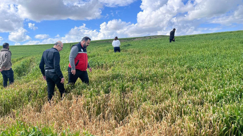 BUĞDAY ÜRETİCİLERİNE KRİTİK UYARI : YANLIŞ İLAÇLAMA VERİMİ DÜŞÜREBİLİR