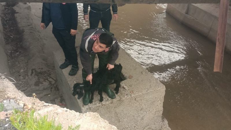 MERAKLI KEÇİYİ İTFAİYE KURTARDI