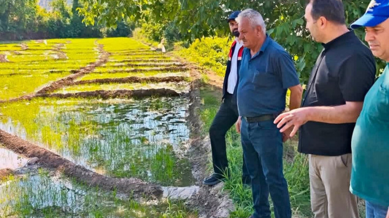 GÖNÜLLÜ PİRİNCİNE YAKIN TAKİP