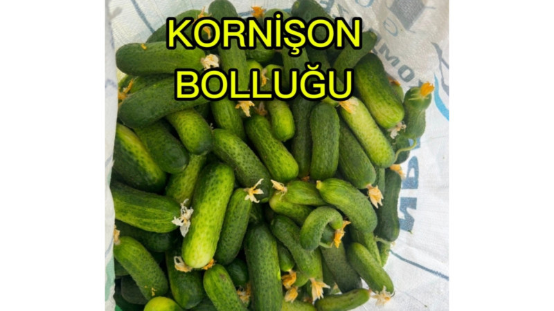 KORNİŞONDA BOLLUK FİYATLARI DÜŞÜRDÜ