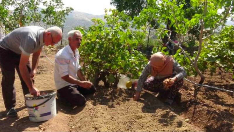 POYRAZ KÖYÜ'NDE SAFRAN BEREKETİ