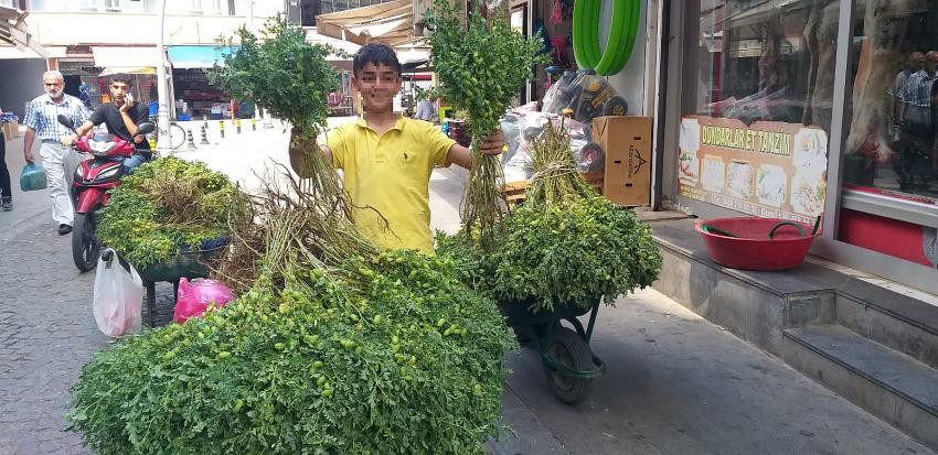 HARÇLIKLAR YEŞİL NOHUTTAN