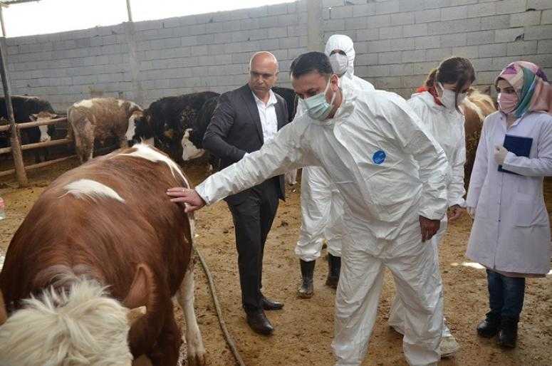 İlkbahar dönemi şap aşılama kampanyası devam ediyor