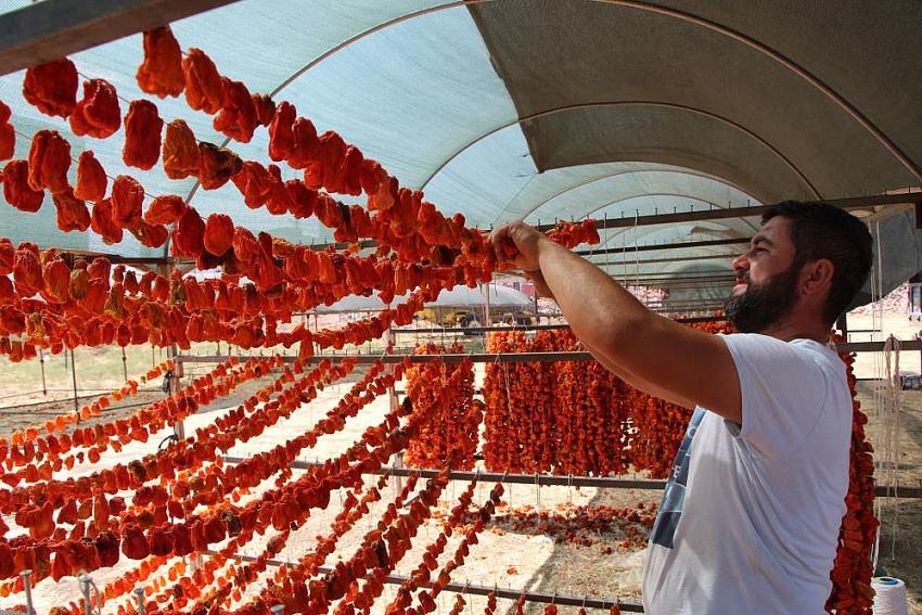 Kuruttuğu 600 ton sebzeyle 200 aileye ekmek kapısı oluyor