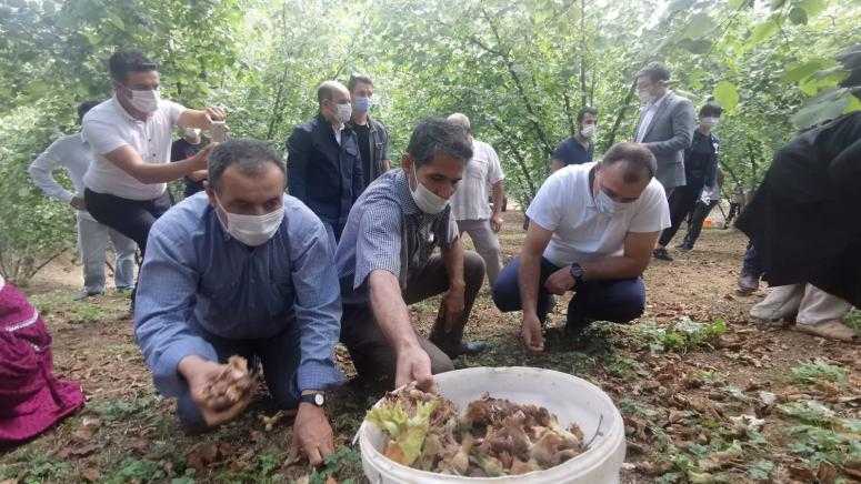 Sakarya Valisinden fındık toplarken gülümseten diyalog