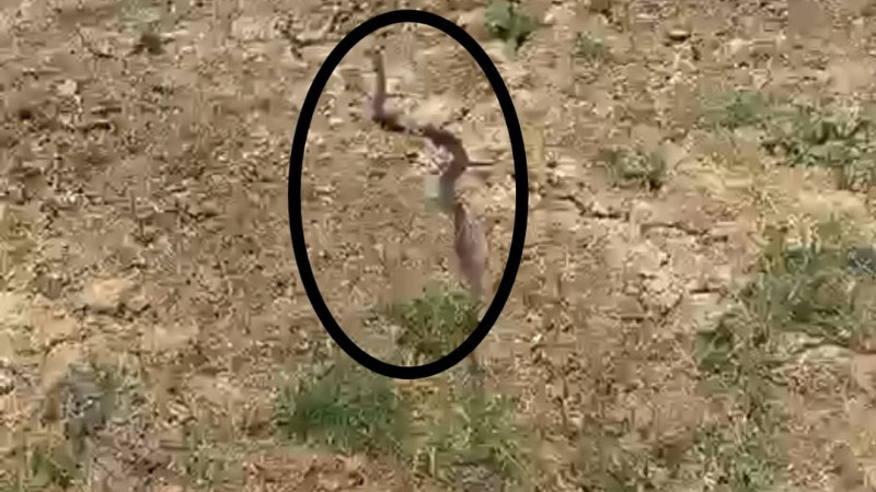 MAHALLEDE YILAN PANİĞİ